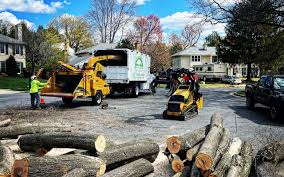 Best Tree Removal Service  in De Leon, TX