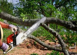 Best Tree Disease Treatment  in De Leon, TX