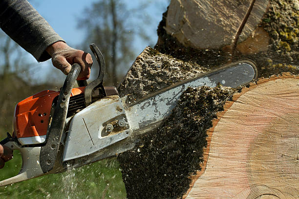 Best Storm Damage Tree Cleanup  in De Leon, TX